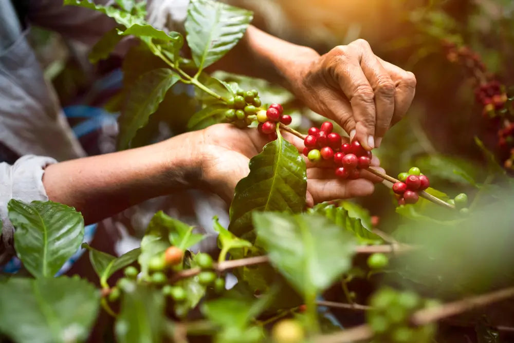  types of coffee beans